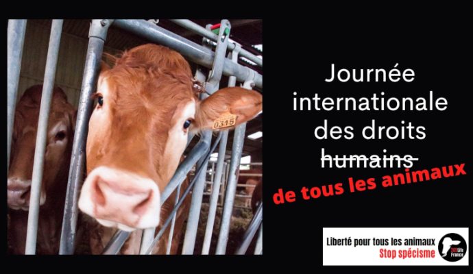 L’association 269 Life France organise une marche à Angers à l’occasion de la Journée internationale pour les droits des animaux