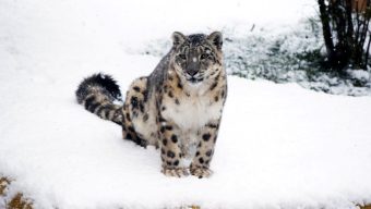 Le Bioparc de Doué-la-Fontaine ouvre pour les vacances de Noël