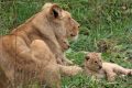 Deux lionceaux sont nés au Bioparc de Doué-la-Fontaine - © E. Flautre