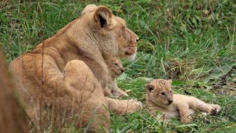 Deux lionceaux sont nés au Bioparc de Doué-la-Fontaine