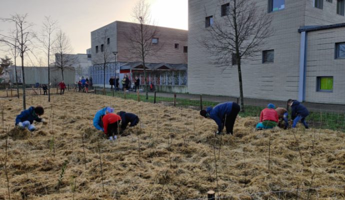 Deux mini-forêts urbaine plantées dans les Hauts-de Saint-Aubin et à La Roseraie