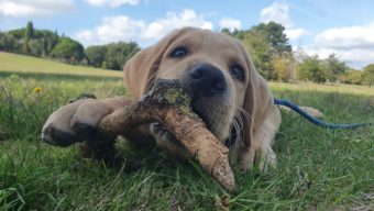 L’association des Chiens guides d’aveugles de l’ouest cherche des familles d’accueil