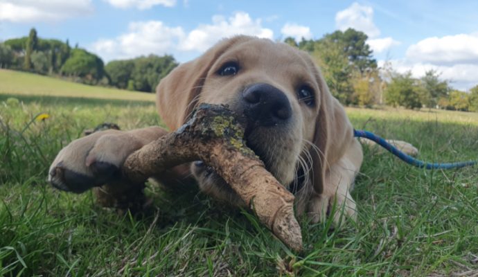 L’association des Chiens guides d’aveugles de l’ouest cherche des familles d’accueil