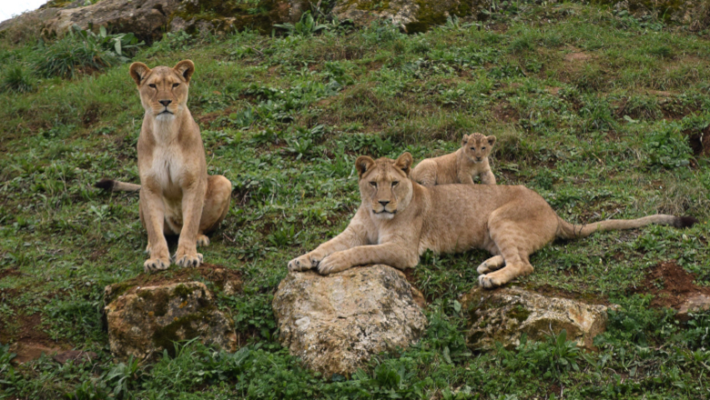 Lionnes janvier 2023 Bioparc