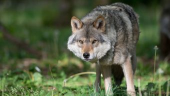 Pour la défense du loup, l’association One Voice se mobilise à Angers