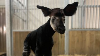 Une naissance rarissime au Bioparc de Doué-la-Fontaine