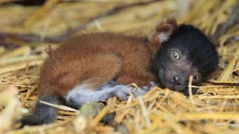 Un vari roux qui devrait être réintroduit dans la nature vient de naître au Bioparc de Doué-la-Fontaine