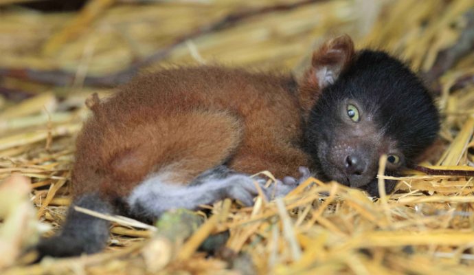 Un vari roux qui devrait être réintroduit dans la nature vient de naître au Bioparc de Doué-la-Fontaine