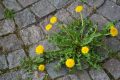 Végétal - Fleurs rue