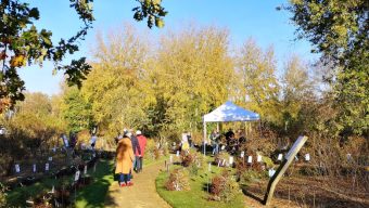 Près de 800 variétés de rosiers à la vente et des ateliers à l’occasion de la Fête des rosiers près d’Angers