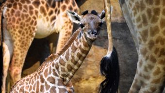 Un girafon est né au Bioparc de Doué-la-Fontaine