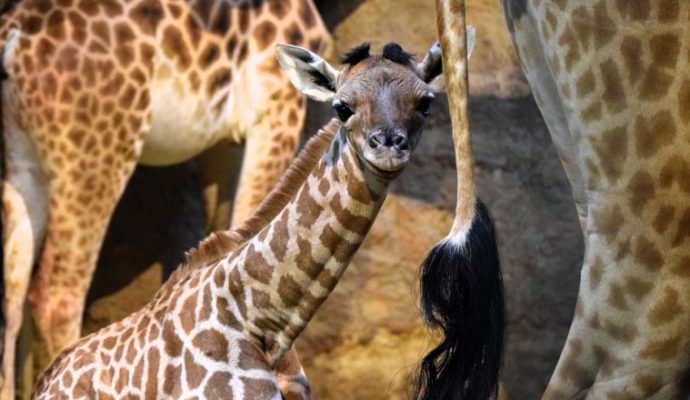 Un girafon est né au Bioparc de Doué-la-Fontaine