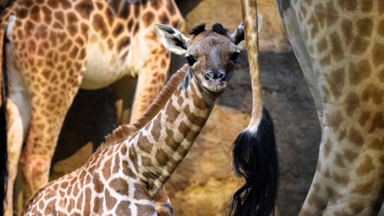 Girafe Bioparc