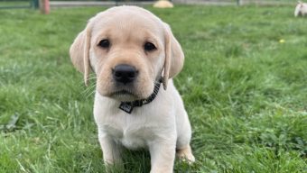 Deux futurs chiens guides d’aveugles sont à la recherche d’une famille d’élevage