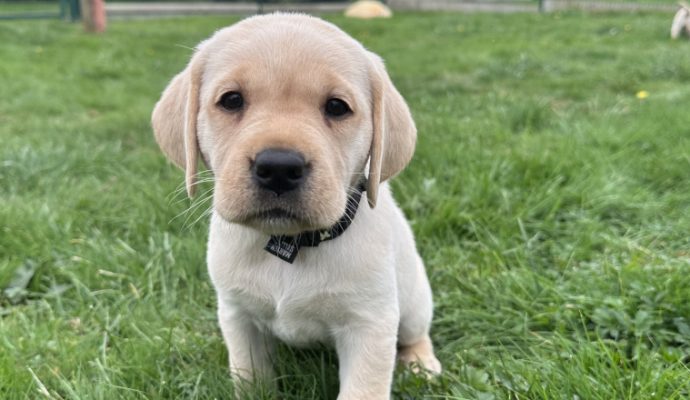 Deux futurs chiens guides d’aveugles sont à la recherche d’une famille d’élevage