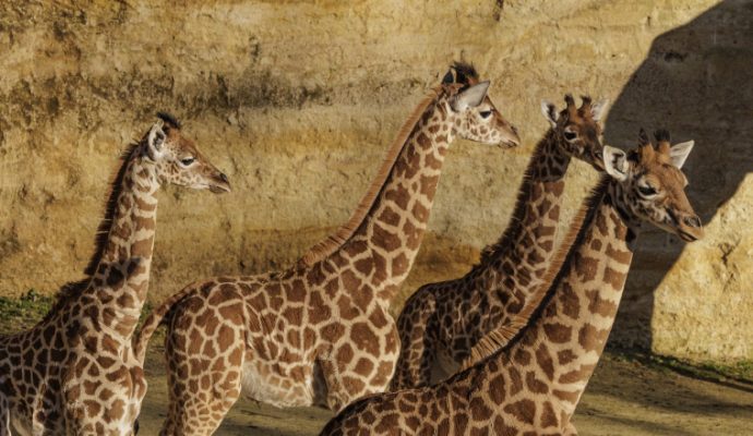 Un nouveau girafon est né au Bioparc de Doué-la-Fontaine