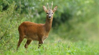 L’agglomération angevine veut réguler la population de chevreuils au parc de Pignerolle