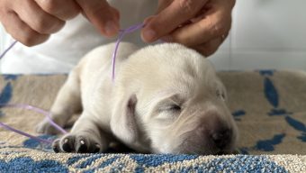 La Maison du chiot de l’association des chiens guides d’aveugles de l’Ouest accueille son 500ème chiot