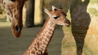 Un cinquième girafon est né au Bioparc de Doué-la-Fontaine