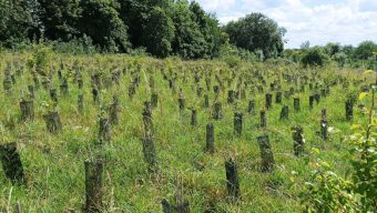 Près d’Angers, ils veulent créer une nouvelle forêt