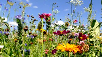 Un atlas de la biodiversité pour l’agglomération angevine