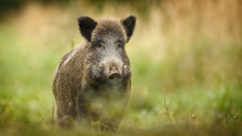 Une battue aux sangliers prévue à Angers le 17 décembre