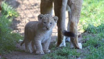 Naissance de deux lionceaux au Bioparc de Doué-la-Fontaine