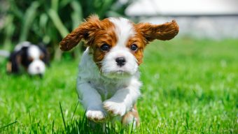 « Les animaux ne sont pas des marchandises ni des attractions » : une association dénonce la tenue du salon du chiot d&rsquo;Angers