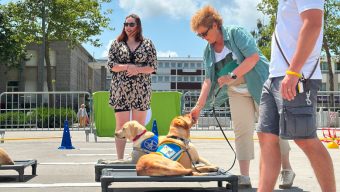 Les Chiens Guides d’Aveugles de l’Ouest célèbrent un demi-siècle d’engagement à Angers