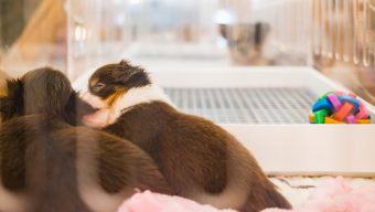 Une association dénonce des « pratiques illégales » au Salon du chiot d’Angers