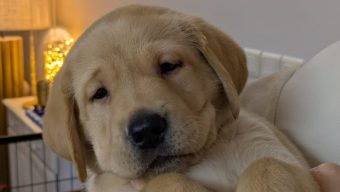 L’association les Chiens Guides d’Aveugles de l’Ouest recherche une famille d’élevage