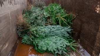 La Ville d&rsquo;Angers met en place des points de collecte pour récupérer les sapins de Noël