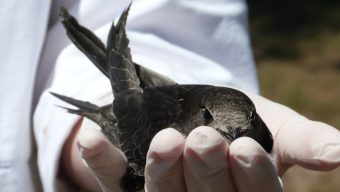Quels sont les gestes à adopter pour protéger les oiseaux en temps de canicule ?