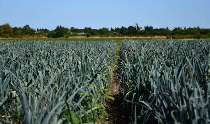 « Nous faisons face à une crise du vivant » : les agriculteurs tirent la sonnette d’alarme face aux conséquences des canicules à répétition en Anjou