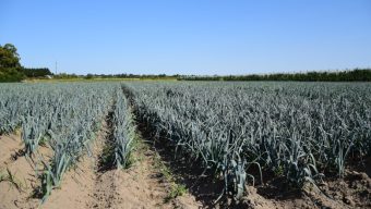 Sécheresse et canicule : la préfecture fait le point sur les pertes agricoles en Maine-et-Loire